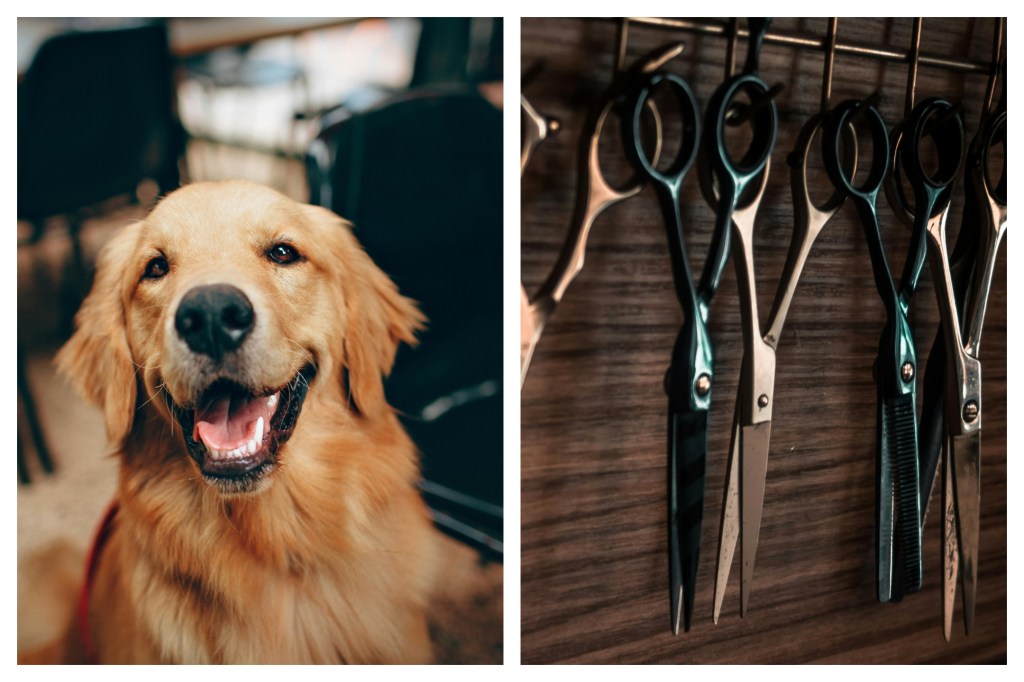 Family Dog Decides To Get Owner&nbsp;Neutered